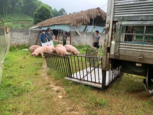 Giá heo hơi ngày 12/10/2022: Lãi khoảng 200.000 đồng/1 con heo